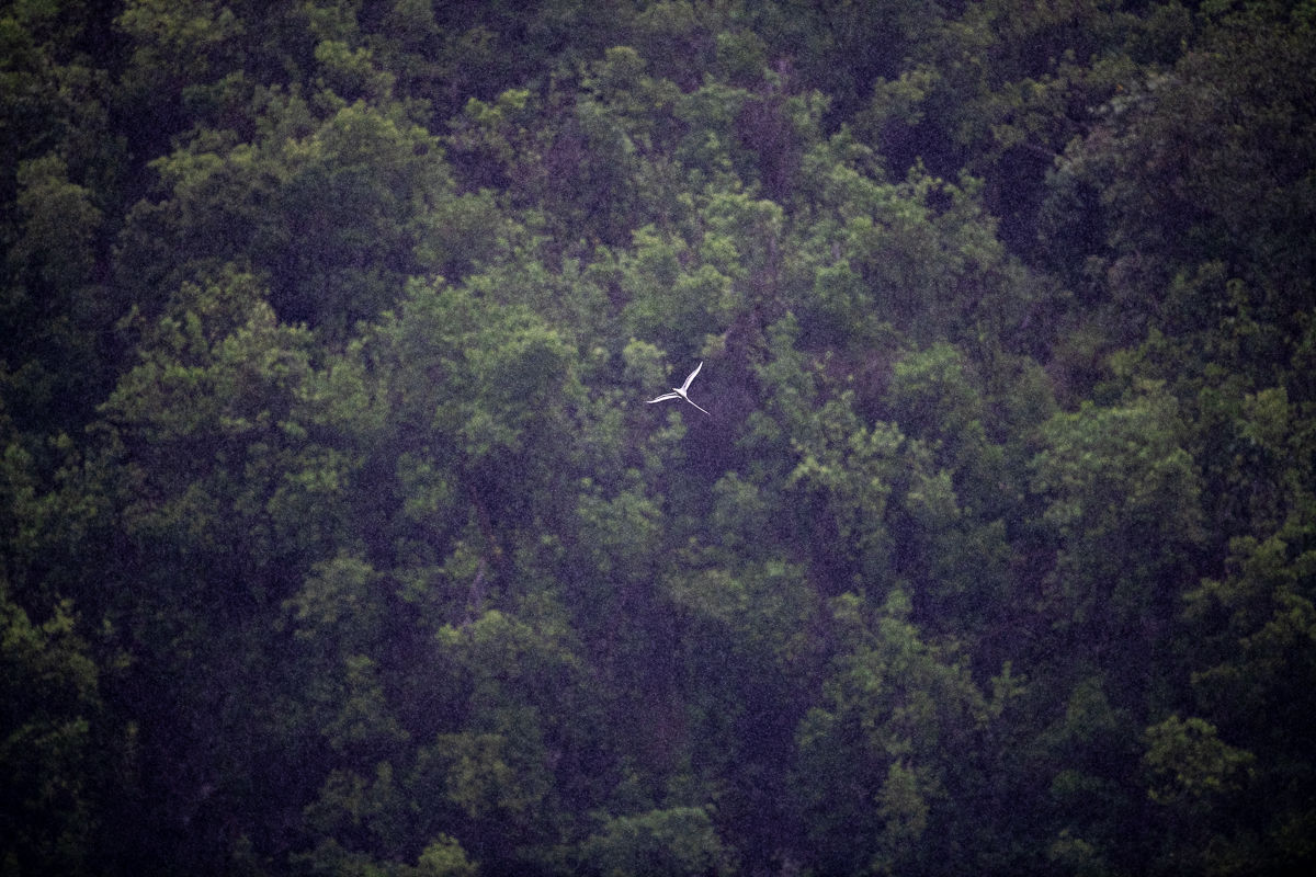 Paille à longue queue